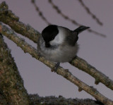 Backyard birdie