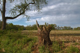 Tyler State Park