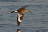 Sandpiper