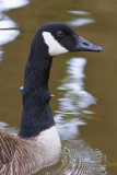 Canada Goose thats been Nail Gunned