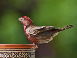 Finch