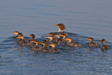 Female Merganser with Young