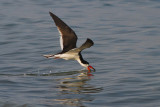 Black Skimmer Feeding