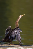 Anhinga in Wilmington, NC