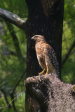 Red-Tailed Hawk