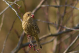 House Finch