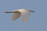 Snowy Egret in-flight