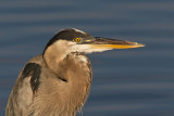 Great Blue Heron close-up