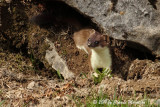 Stoat