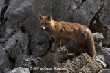 Red fox