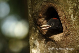 Little Black woodpecker