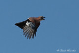  Eurasian Jay 