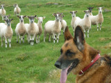 He doesnt bother about the sheep