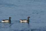 Light-bellied Brent Goose