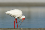 White Ibis