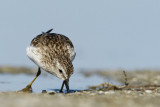 Least Sandpiper