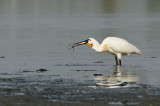 Spoonbill