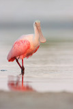 Roseate Spoonbill