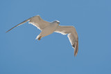 Black-tailed Gull