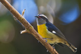 Puerto Rican Bananaquit