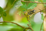 Blackpoll Warbler