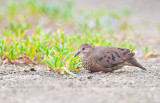 Common Ground Dove