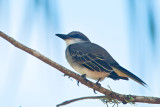 Gray Kingbird