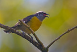 Puerto Rican Bananaquit