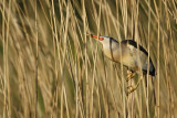 Little Bittern