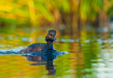 Black-necked Grebe