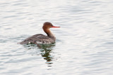 Red-breasted Merganser