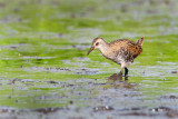 Water Rail