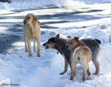 A few of the ubiquitous dogs of Stirling City