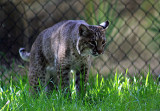 Bobcat