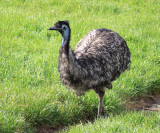 Emu on neighboring property