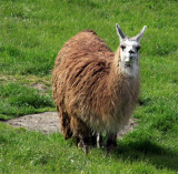 Llama on neighboring property
