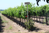 New Clairvaux vineyards