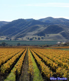 Coastal vineyard after harvest