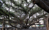 Lahainas giant banyan tree