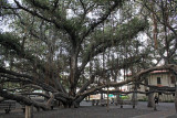 Lahainas giant banyan tree