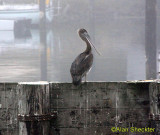 Noyo Harbor pelican 