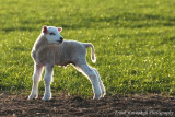 Spring Lamb.jpg