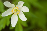 Woodland Flower (Wood Anemone).jpg