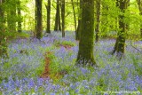 A Bluebell Wood.jpg