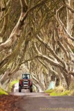 The Dark Hedges.jpg