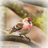 The Common Redpoll