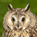 The Beautiful Long Eared Owl