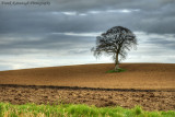 A Freshly Ploughed Field