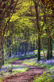 An Irish Bluebell Wood