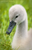 Fluffy Cygnet